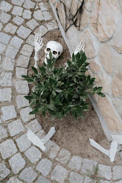 Skelettdekoration - FeierGlanz